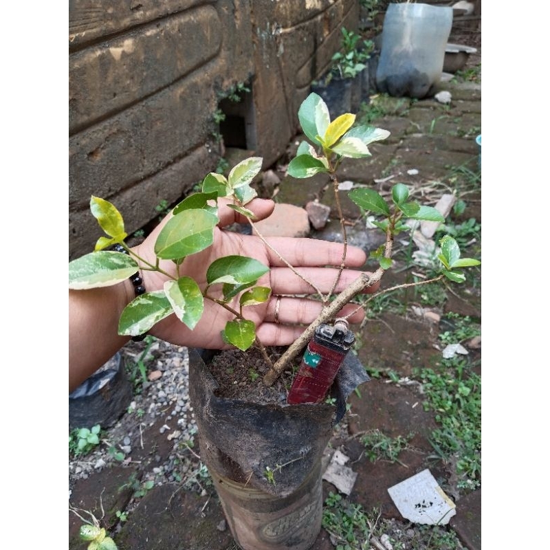 Bahan bonsai sancang varigata