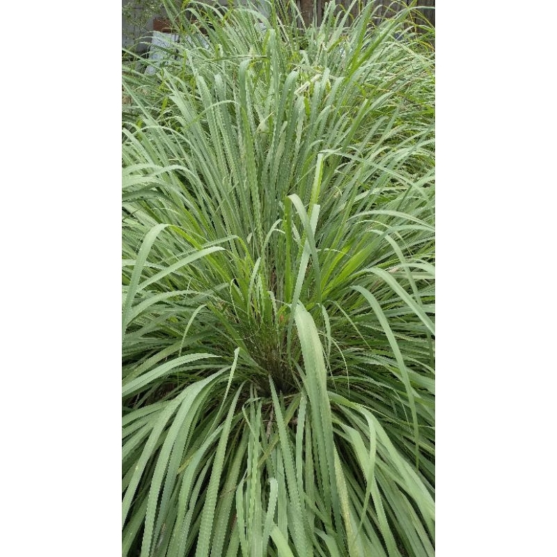 

1KG DAUN SEREH SEGAR LANGSUNG DARI KEBUN