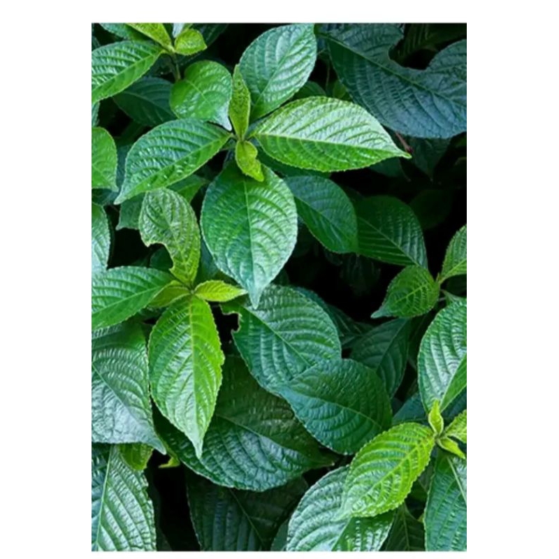 

Daun keji beling fresh Alami 250 gram