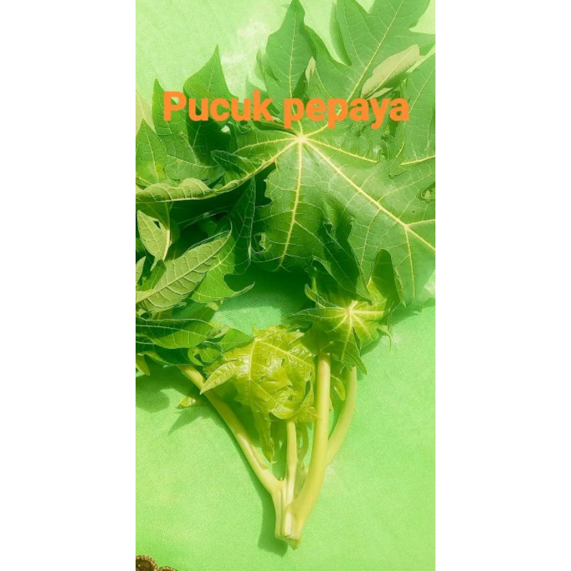 

Daun pepaya muda fresh 500 gram