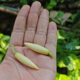 Kembang kantil satu jodo (2pcs) kembang gading kembang kantill segar di petik langsung dari pohon ke