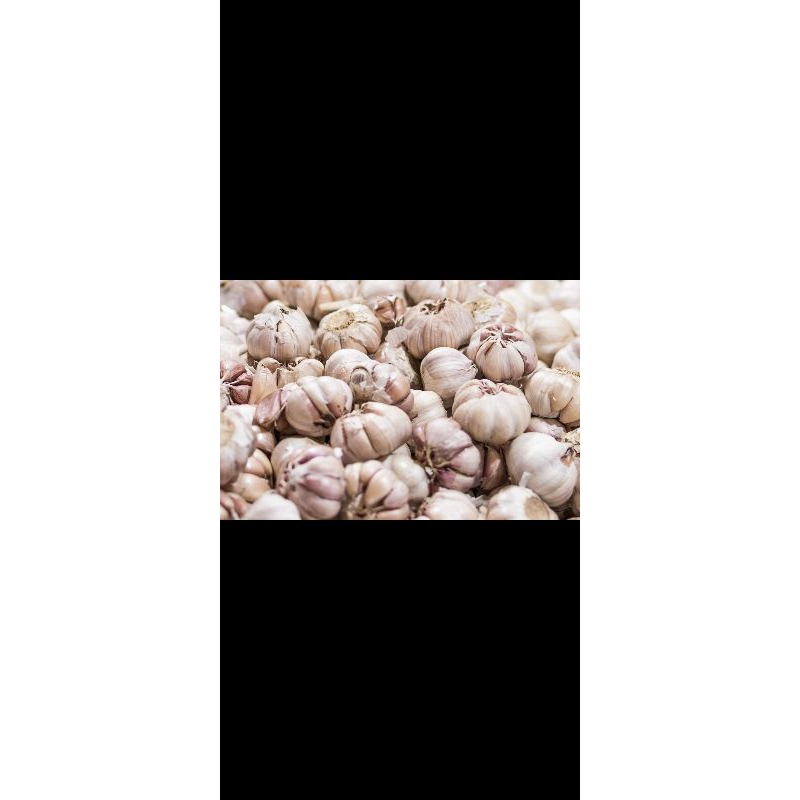 

Bawang putih premium 1 kg