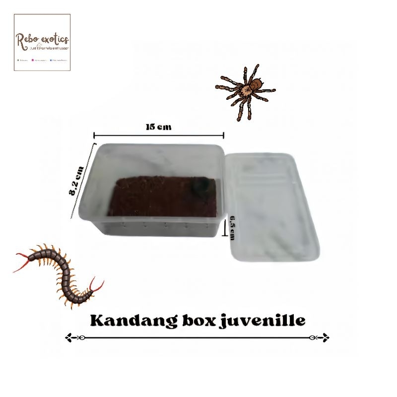 Kandang box medium nomoy reptile tarantula scorpion
