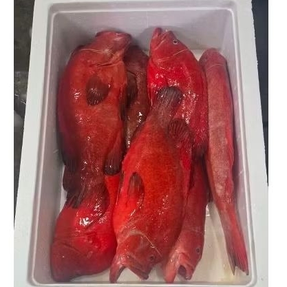 ikan kerapu Segar, Frozen, hidup.