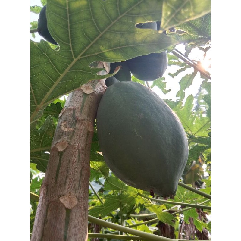 

BUAH PEPAYA MENTAH UNTUK SAYUR