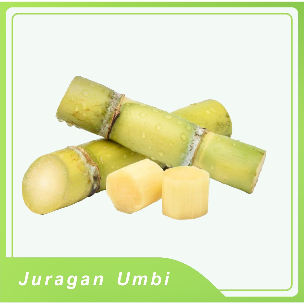 

batang tebu kuning manis segar 1 kg bisa untuk bibit