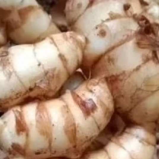 

KUNYIT PUTIH Bersih segar curcuma 500 grm