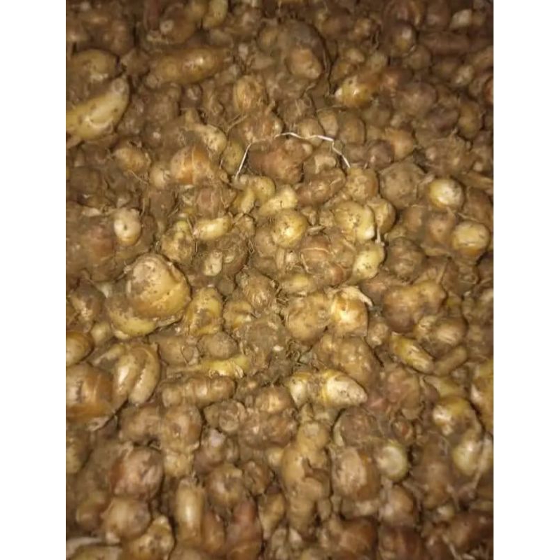 

cikur kondisi segar 1kg buat bumbu seblak