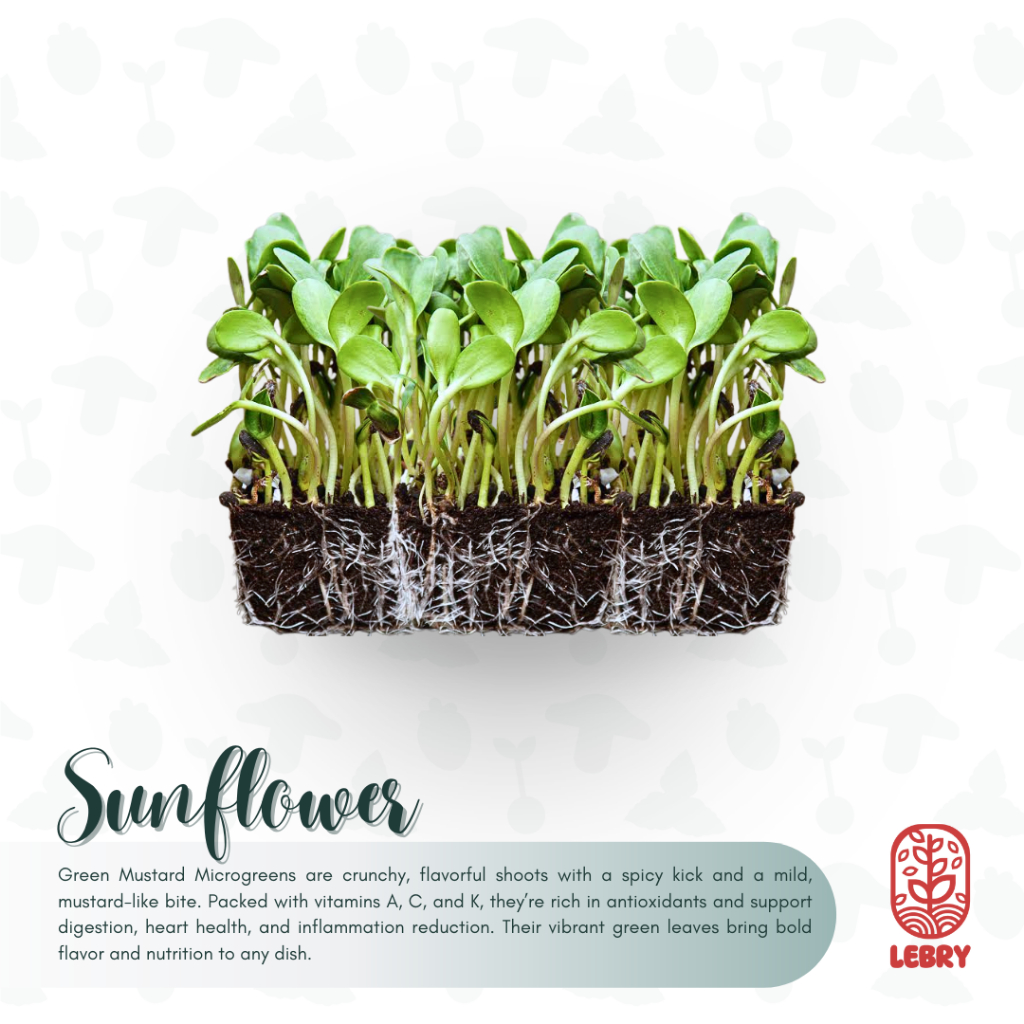 

Lebry Microgreen - Sunflower (25/50 Grams)