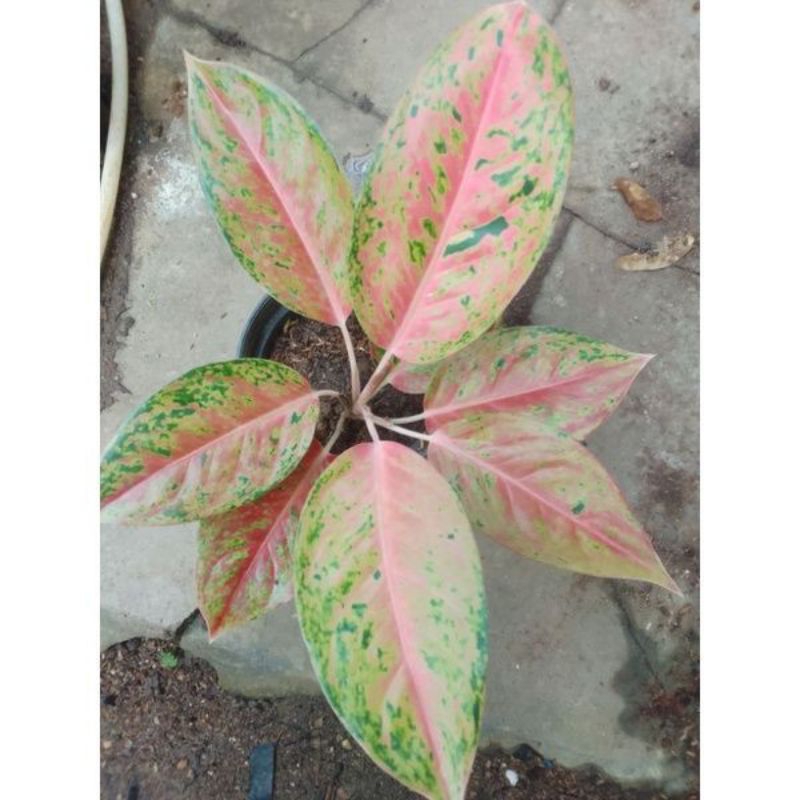 Aglonema Bigroy murah meriah