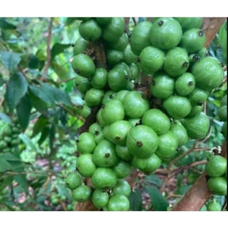 Tanaman White Jaboticaba Berbuah