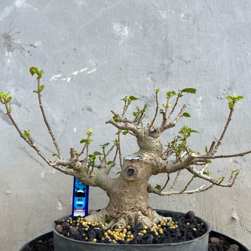 bahan bonsai waru taiwan