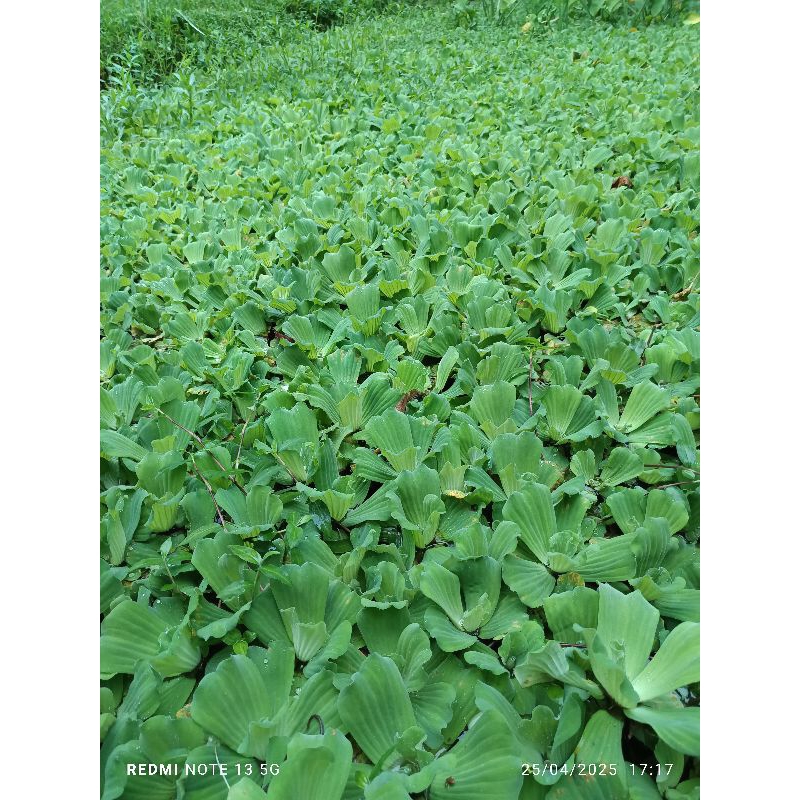 Tanaman Air Apu Apu Mawar