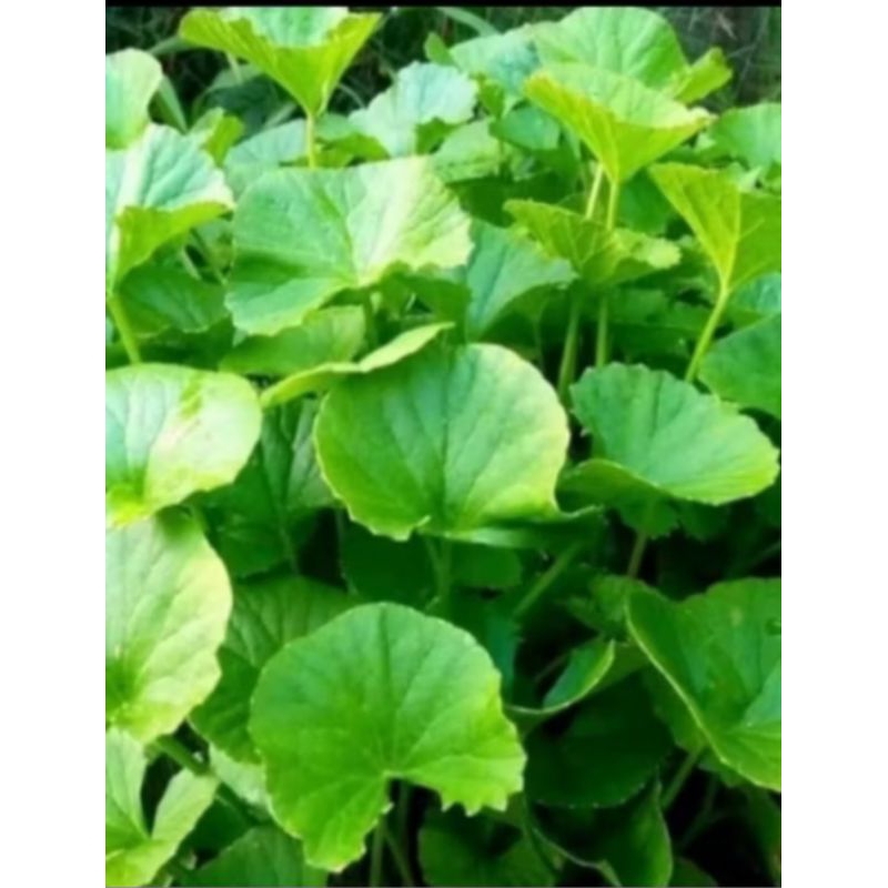 

DAUN PEGAGAN/DAUN ANTANAN segar/murah