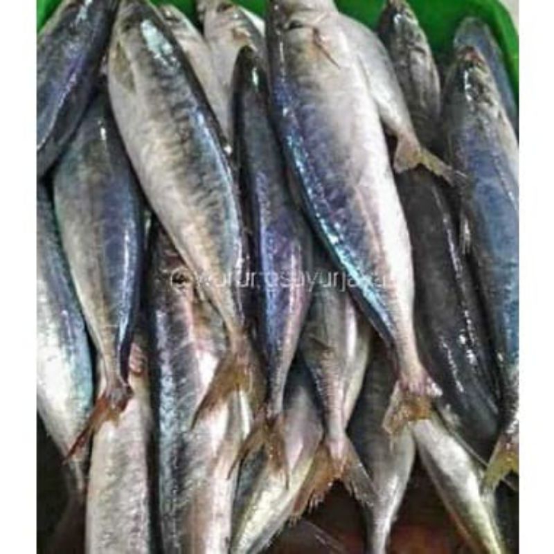 

IKAN SALEM