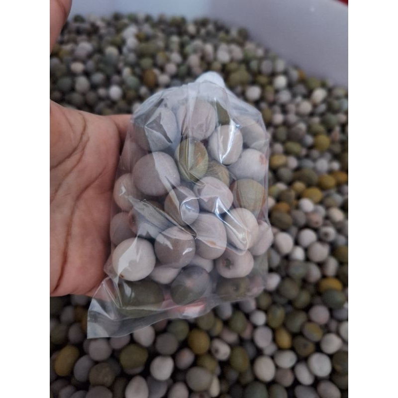 

500 gram BIJIBUAH KALALOYANG BUAH GOREK BIJI BUAH KEBIUL