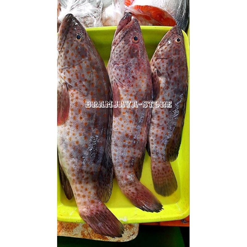 

ikan krapu, ikan goropa, fresh dibersihkan