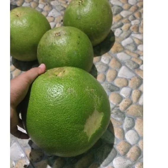 

Jeruk Pamelo Madu Muria berat 2kg-2,5kg JUMBO
