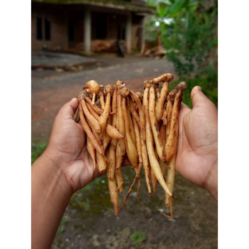 

Temu kunci asli segar 1kg