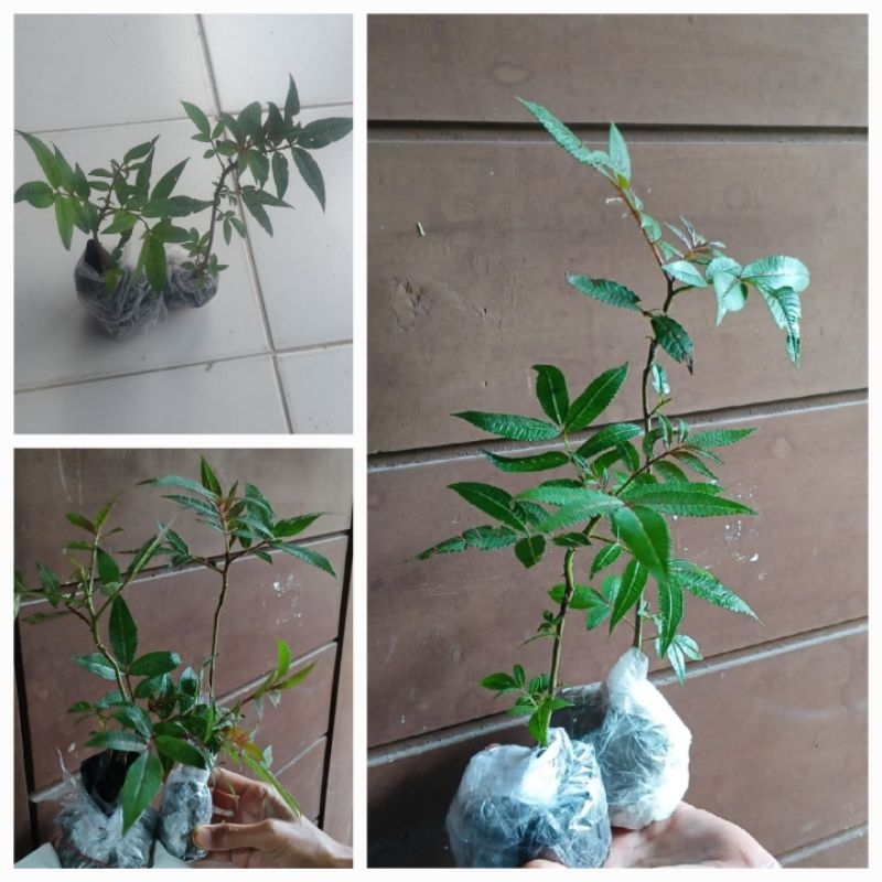 Bibit Tanaman Andaliman / Zanthoxylum / Tuba / Itir-itir