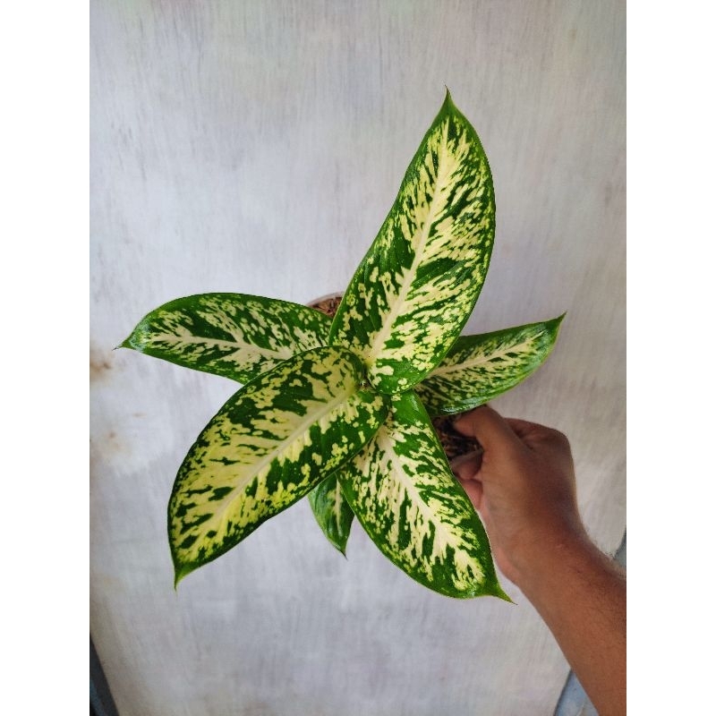 TANAMAN AGLONEMA DIVEN SPARKLE