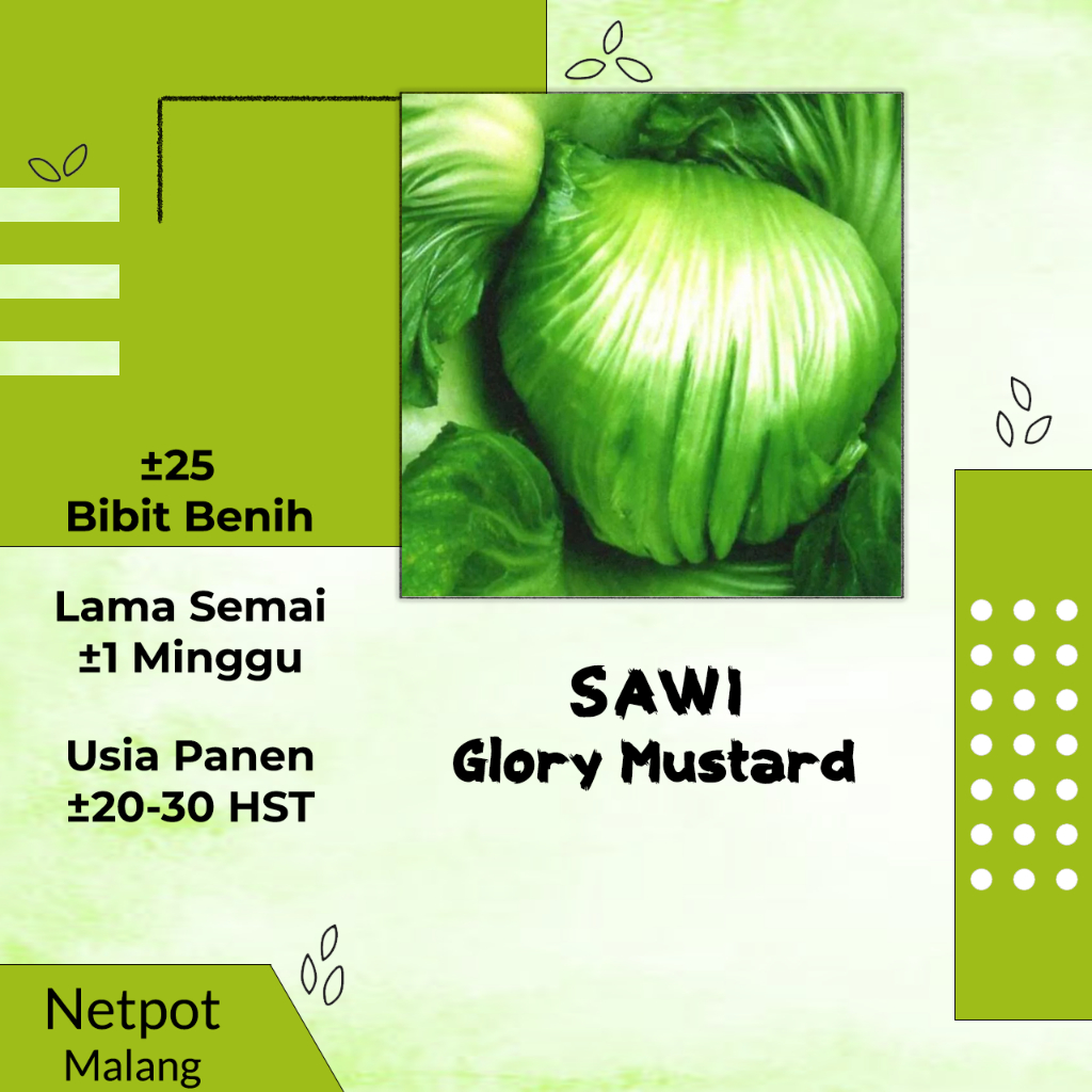 Benih Sawi Pahit/Asin Glory Mustard - ±25 Bibit Benih