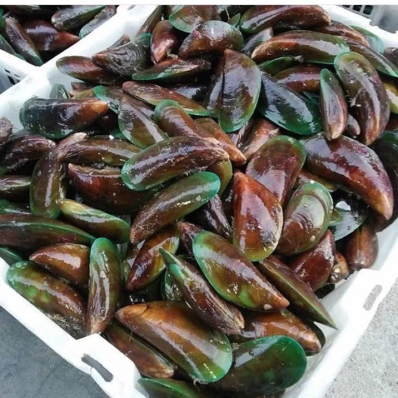 

KERANG IJO 1kg