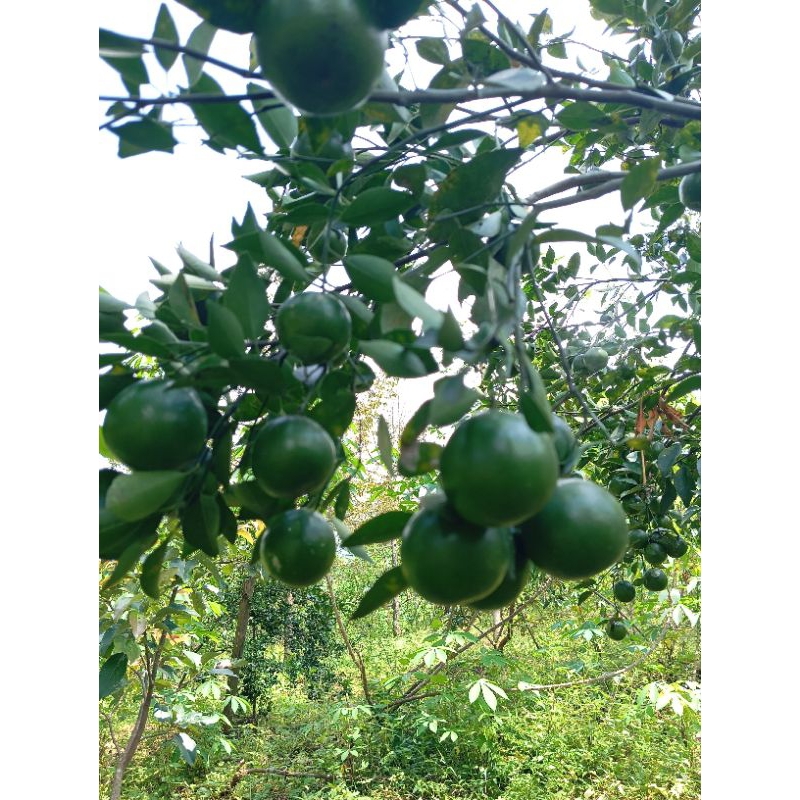 

Jeruk Santang wedang, peras