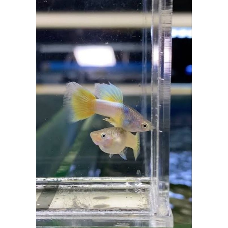 Hiasan Aquarium Guppy Metal yellow pingu