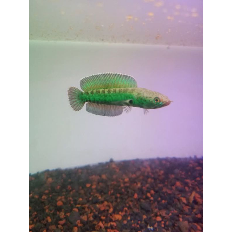 andrao flering quality grade A