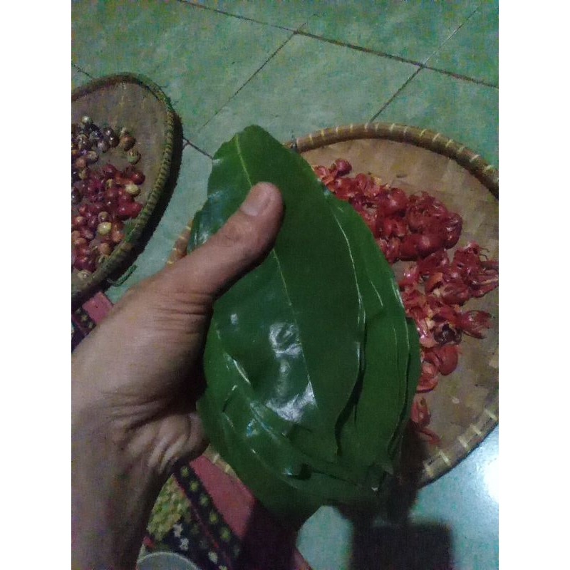 

50 lmbr daun sirsak basah freshh organik dadakan pencegah tumor