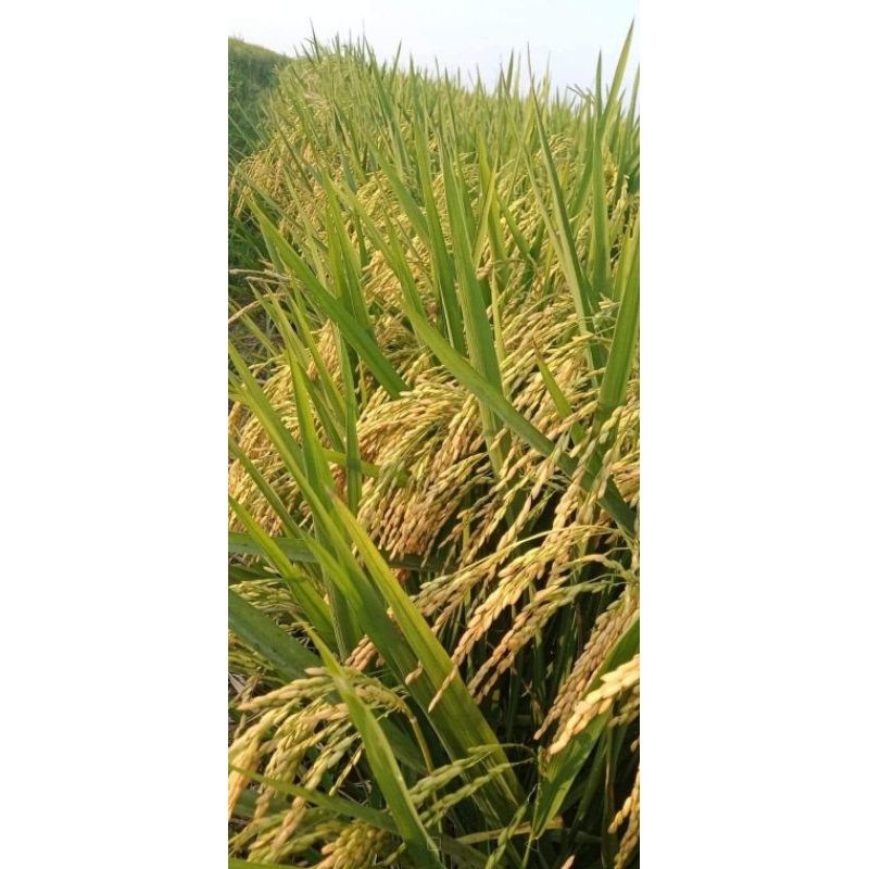 BENIH PADI MR 303 SUPER 1kg