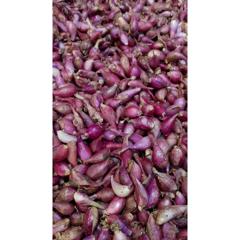 

BAWANG MERAH BREBES UKURAN KECIL 1KG SUDAH KERING