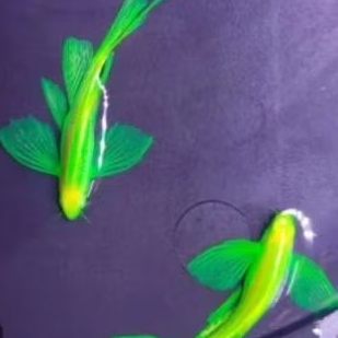 DANIO ZEBRA SLAYER