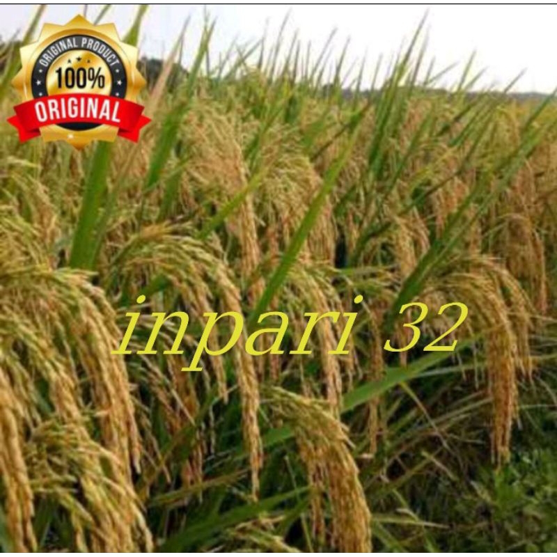 benih padi Inpari 32 original (1kg)
