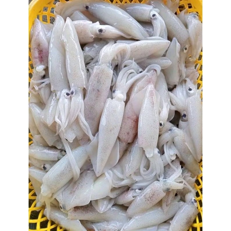 

Cumi tanggung Cumi hasil laut Segar 1kg