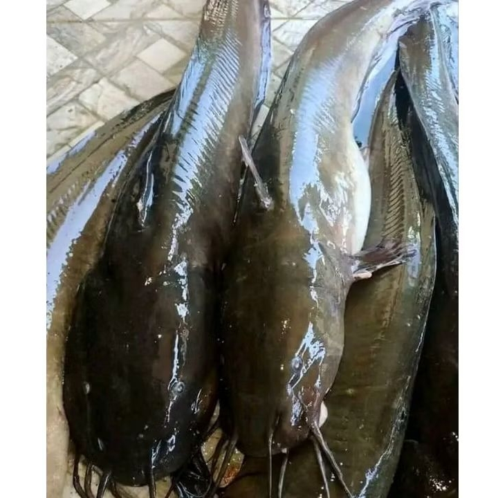 ikan Sembilang segar Ikan Sembilang ikan laut 1kg