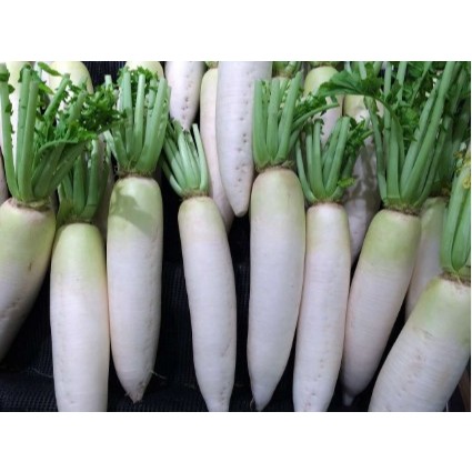 

Lobak Putih / Radish 500gr