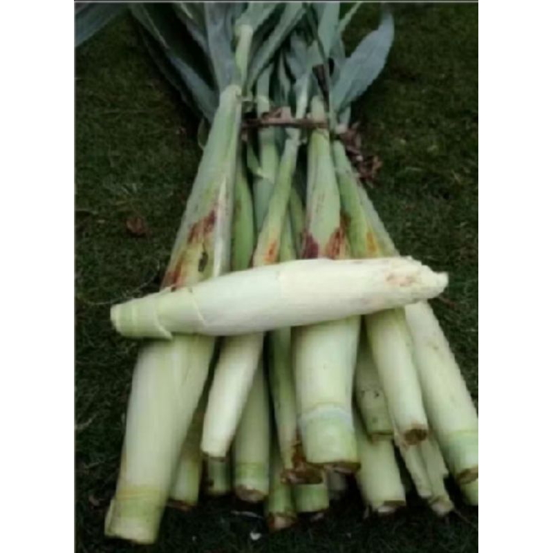 

sayur turubuk/Endog telur tebu fresh 1 kg