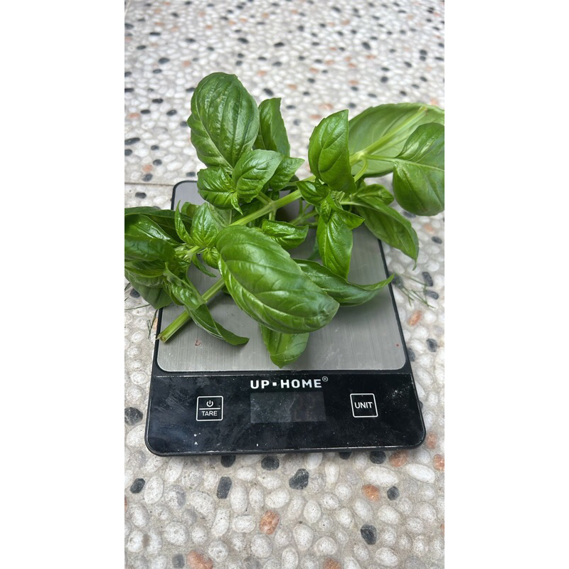 

DAUN BASIL ITALIA SEGAR 20gr