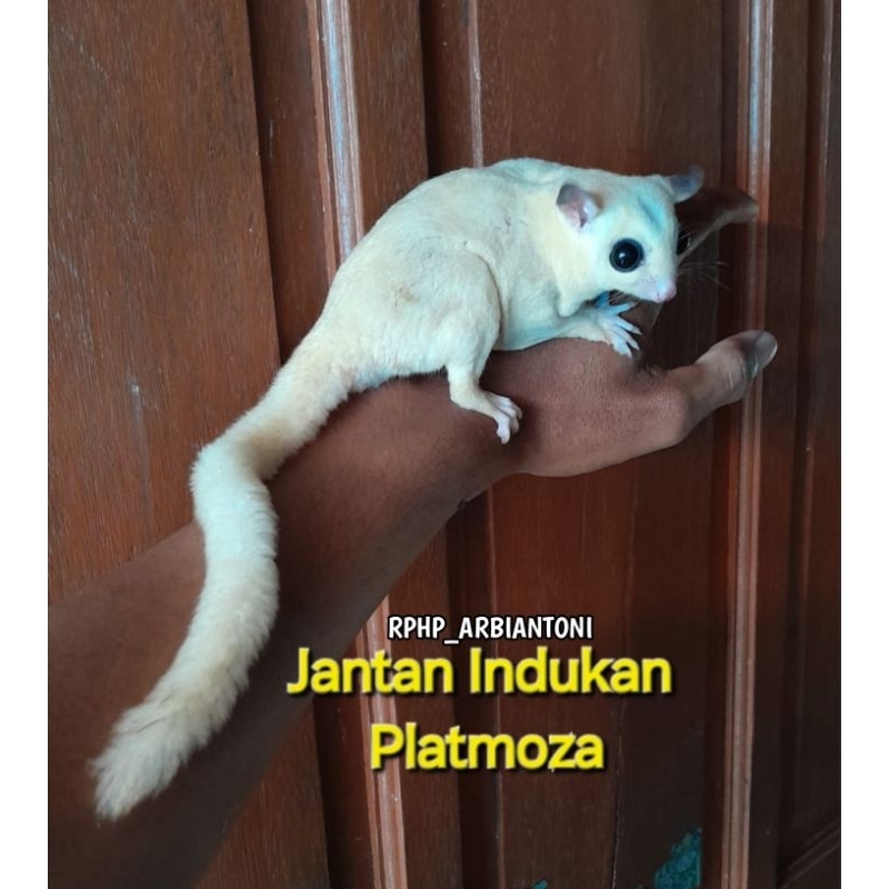 SUGAR GLIDER PLATINUM MOSAIC [ DEWASA/INDUKAN ]