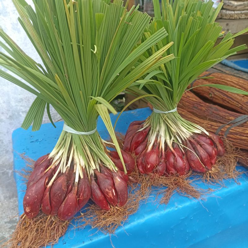 

BAWANG DAYAK SEGAR 1KG ASLI KALIMANTAN OBATI KANKER SERVIKS SEMUA PENYAKIT KESEHATAN TUBUH