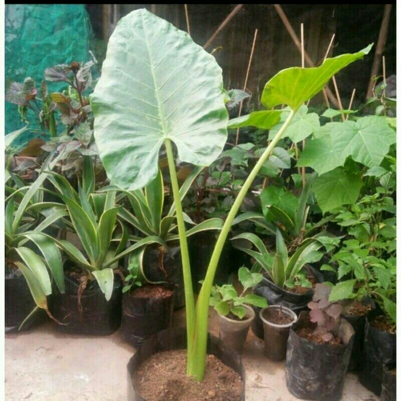 

bibit talas beneng bongol udah berakar barang bagus dan berkualitas 1 kg