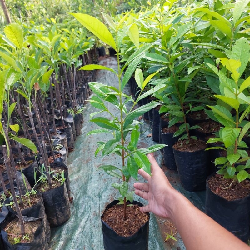 

Bibit Salam Buat Masak Murah Kualitas Bagus