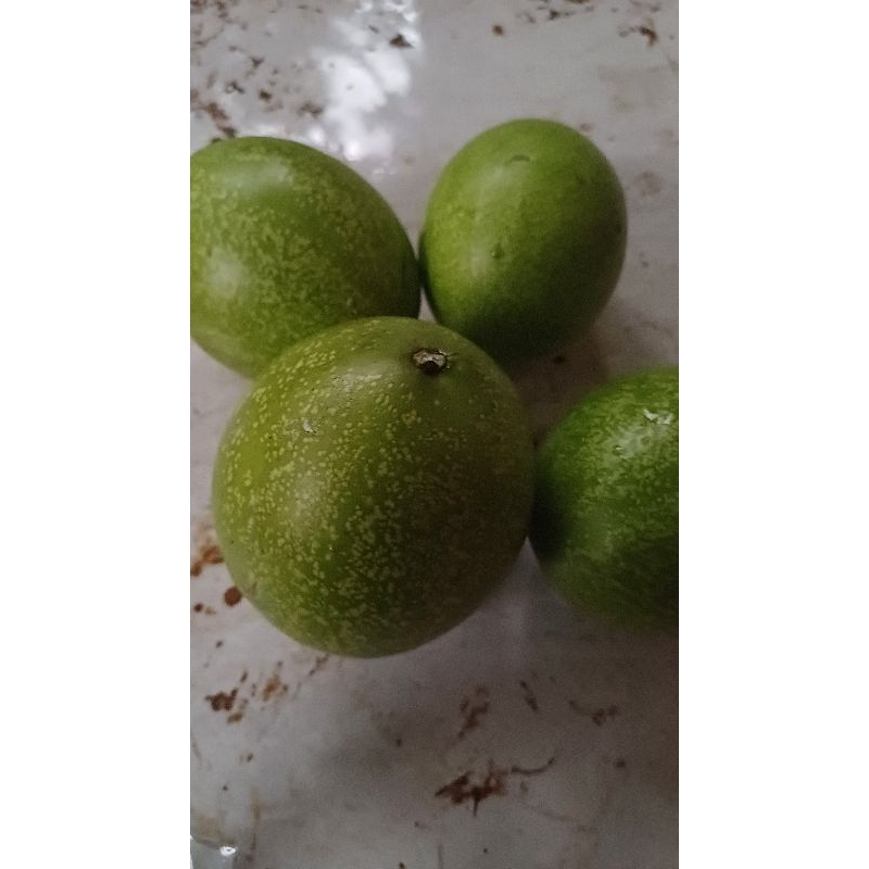 

Buah bintoro 1kg (pengusir tikus)