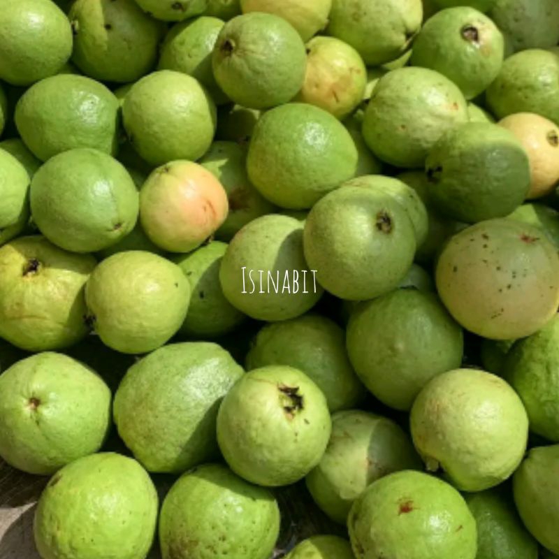 

Jambu Biji Merah Fresh 1kg Dari Kebun Sendiri