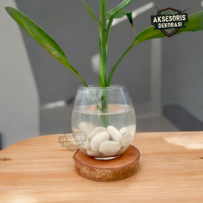 Vas Kaca Bulat | Vas Kaca Estetik | Vas Kaca Bunga | Vas Kaca Tanaman | Vas Tanaman Hidup | Vas Kaca