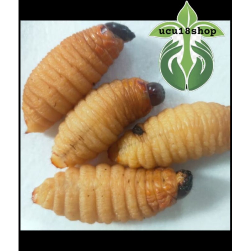 

ulat sagu pohon aren super jumbo Isi 30 biji hidup gemoy gemoy