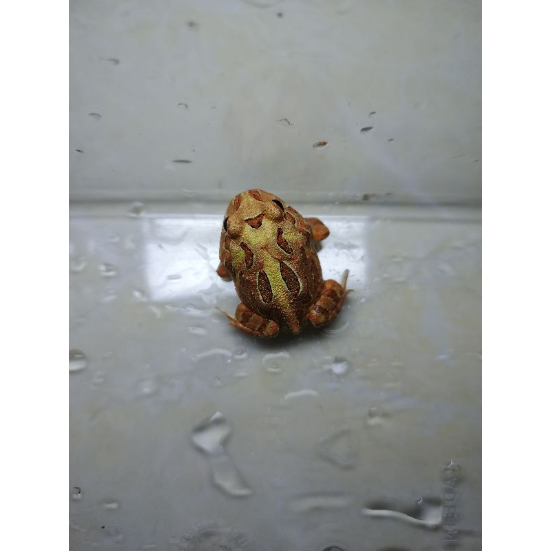 KODOK PACMAN FROG CAMO