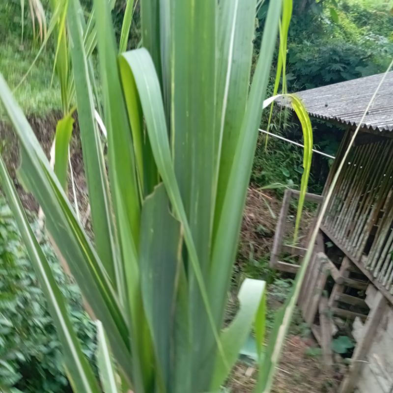 

daun tebu hijau segar per 250 grm